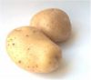 pakistani Fresh Potatoes