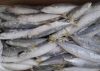 pacific mackerel