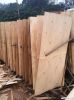 Eucalyptus core veneer