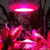 mini ufo 90w led grow light for growing marijuana