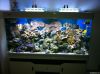 60 led aquarium light for coral reef