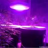 mini ufo 50w led grow light