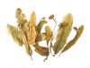Flos Tiliae