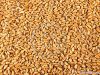 Pearl barley