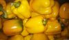 Fresh Capsicum / Bell ...