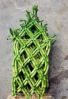Chinese Knot Lucky bamboo