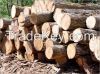 Timber Logs available ...