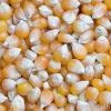 Maize | Maize Exporter...