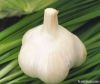 chinese fresh white garlic from jinxiang