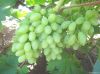 fresh seedless green grape