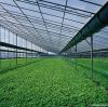 Greenhouse-Polycarbonate sheet
