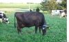 Pregnant Holstein cow