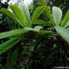 Loquat Leaf P.E.