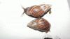 fresh snails