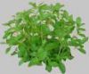 Stevia powder