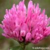 Red Clover Extract8%, ...