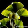 Ginkgo Biiloba 24%/6%/...