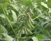 Soybean Extract-Isoflavones