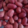 Peanut Kernels