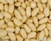 Peanut Kernels