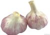 Chinese Normal White Garlic