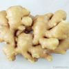 Ginger in all forms