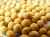 Soya Beans