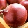 INDIAN ONION