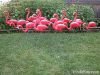 Plastic pink flamingos