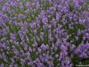 Lavender (Lavandula An...