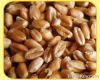 Wheat for best price!
