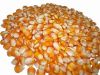 Yellow Corn / maize fo...