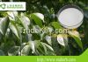Eucommia Leaf Extract chlorogenic acid 5-98%