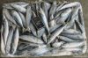 mackerel (Scomber Japonicus)