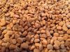 1000 American Ginseng Seeds-Stratified 2021 Ready to Plant Now