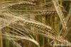 Barley Malt