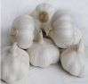 pure white garlic