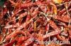 OFFER DRY RED CHILI(FO...