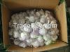 normal white garlic