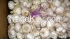 pure white garlic