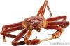 Live Snow Crab(Chionoe...