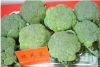 Chinese fresh green broccoli of 2012