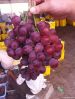 Fresh Red/Purple Grapes