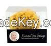 Sea sponge for baby bath