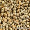 INDIAN GREEN MILLET