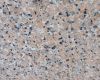 G460 Rosso Porrino granite tiles/slabs/steps