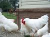 frozen chicken and fro...