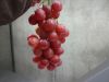 Fresh Grapes US origin 