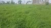 Rhodes grass