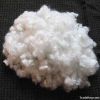 Hollow Conjugated Polyester Staple Fiber 8D*32MM, 51MM
